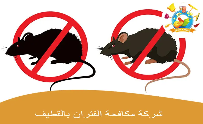 شركة مكافحة الفئران بالقطيف