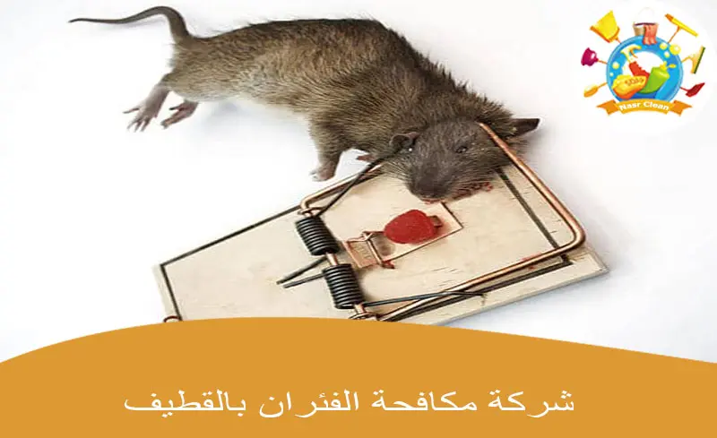 شركة مكافحة الفئران بالقطيف