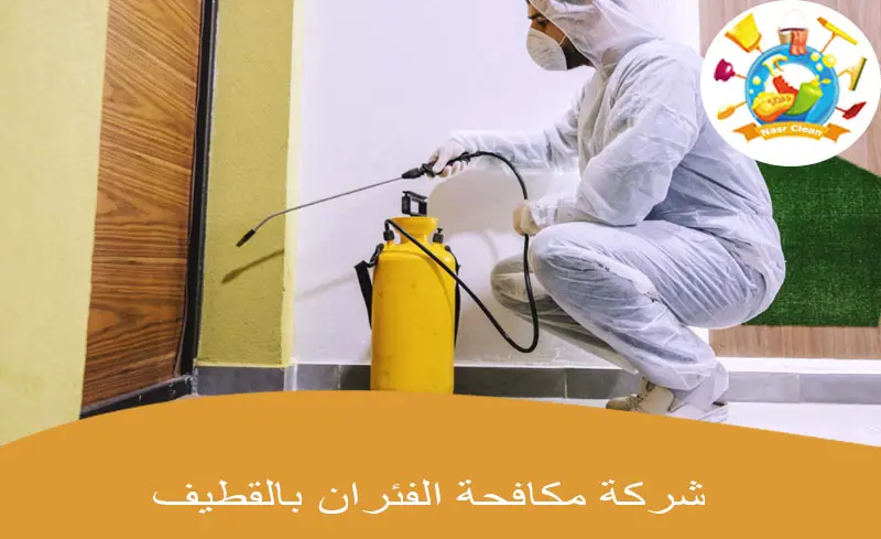 شركة مكافحة الفئران بالقطيف