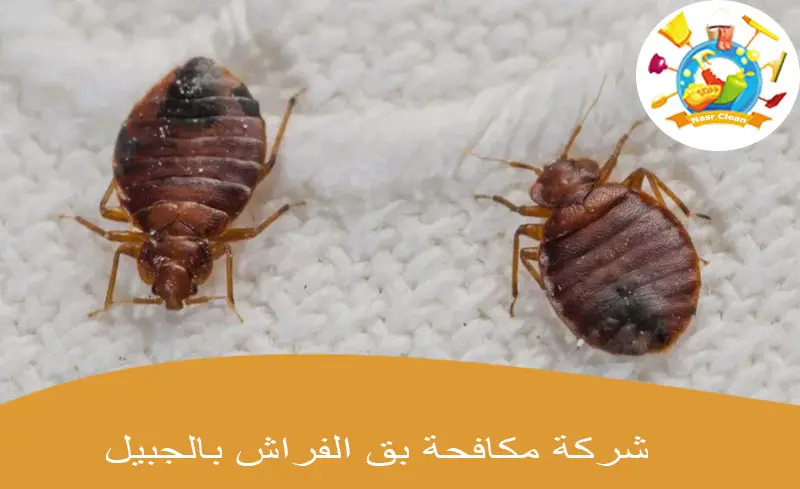 شركة مكافحة بق الفراش بالجبيل