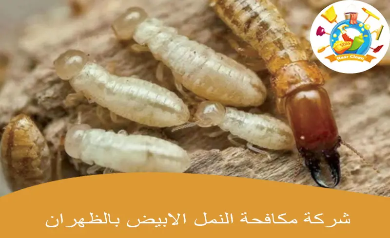 شركة مكافحة النمل الابيض بالظهران