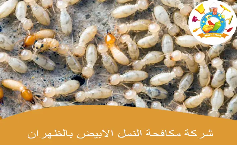 شركة مكافحة النمل الابيض بالظهران