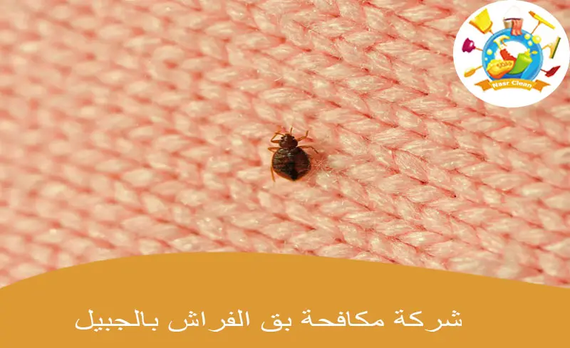 شركة مكافحة بق الفراش بالجبيل