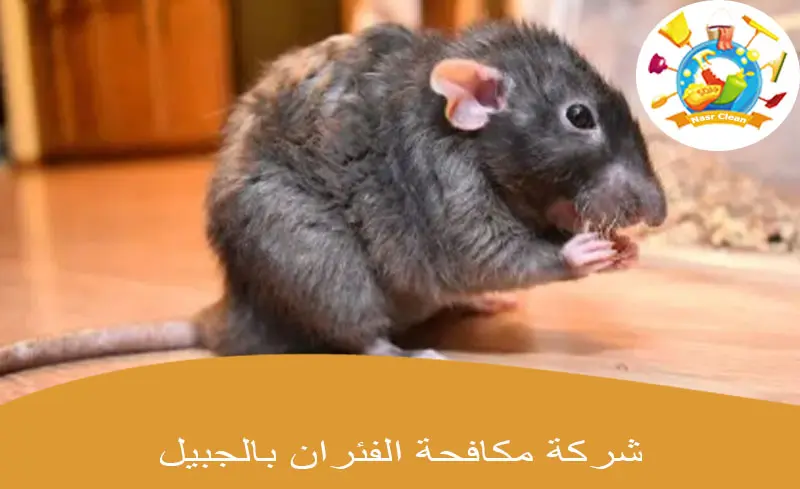 شركة مكافحة الفئران بالجبيل 