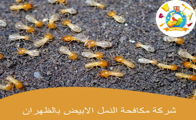 شركة مكافحة النمل الابيض بالظهران