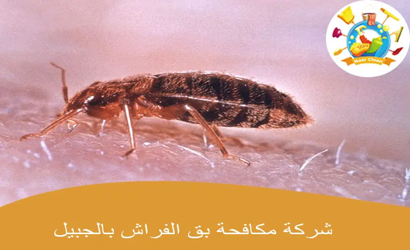 شركة مكافحة بق الفراش بالجبيل
